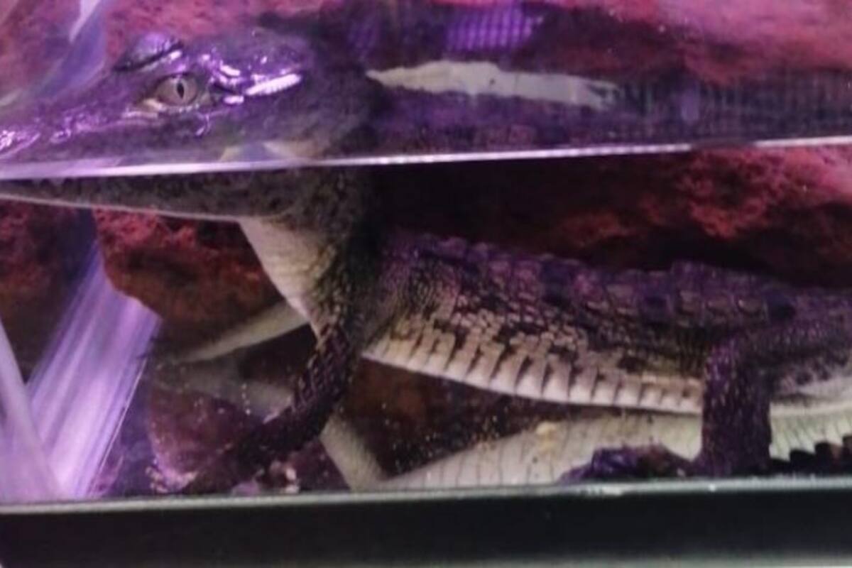 Rescatan a 67 animales que serían vendidos ilegalmente en mercado de la CDMX