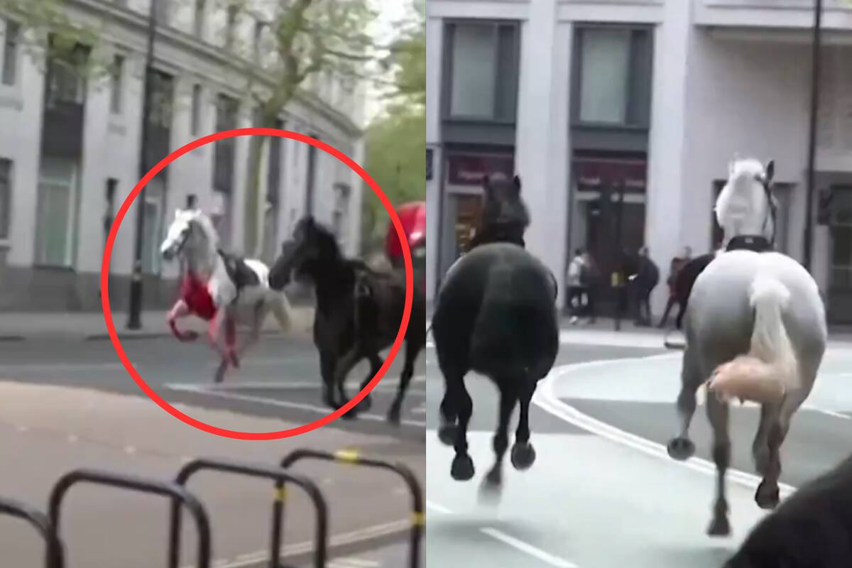 VIDEO: Caballos militares, uno de ellos cubierto de sangre, corren alrededor de Londres dejando multiples heridos