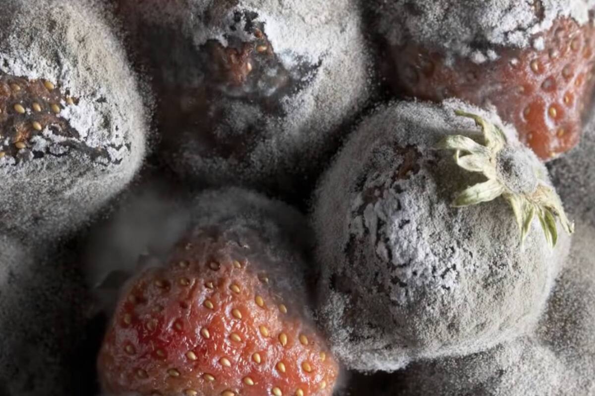 ¿Qué ocurriría si comieras “moho”?