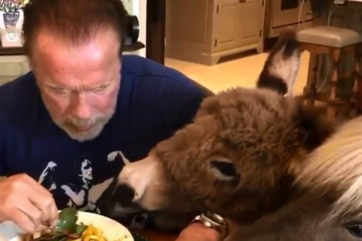 Schwarzenegger comparte su cuarentena con un burro y un poni