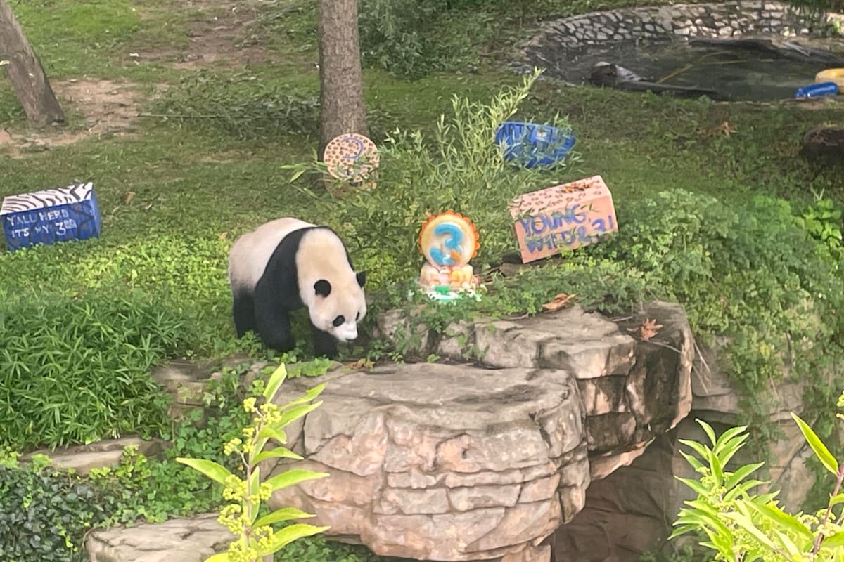 Últimos pandas gigantes en Estados Unidos regresarán a China