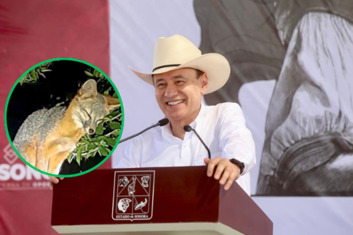 Zorra gris hace su hogar en el Bosque Urbano La Sauceda y Alfonso Durazo celebra a la nueva inquilina