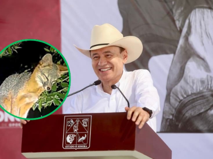 Zorra gris hace su hogar en el Bosque Urbano La Sauceda y Alfonso Durazo celebra a la nueva inquilina