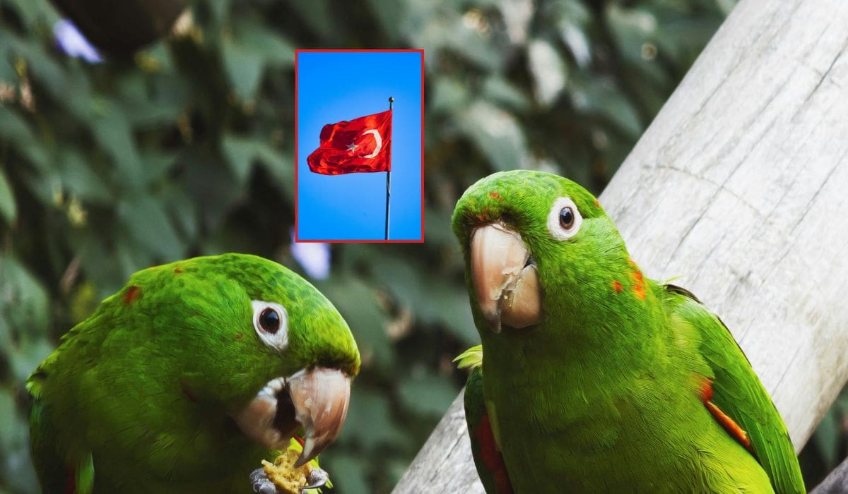¿Pueden los loros testificar en una corte en Turquía?