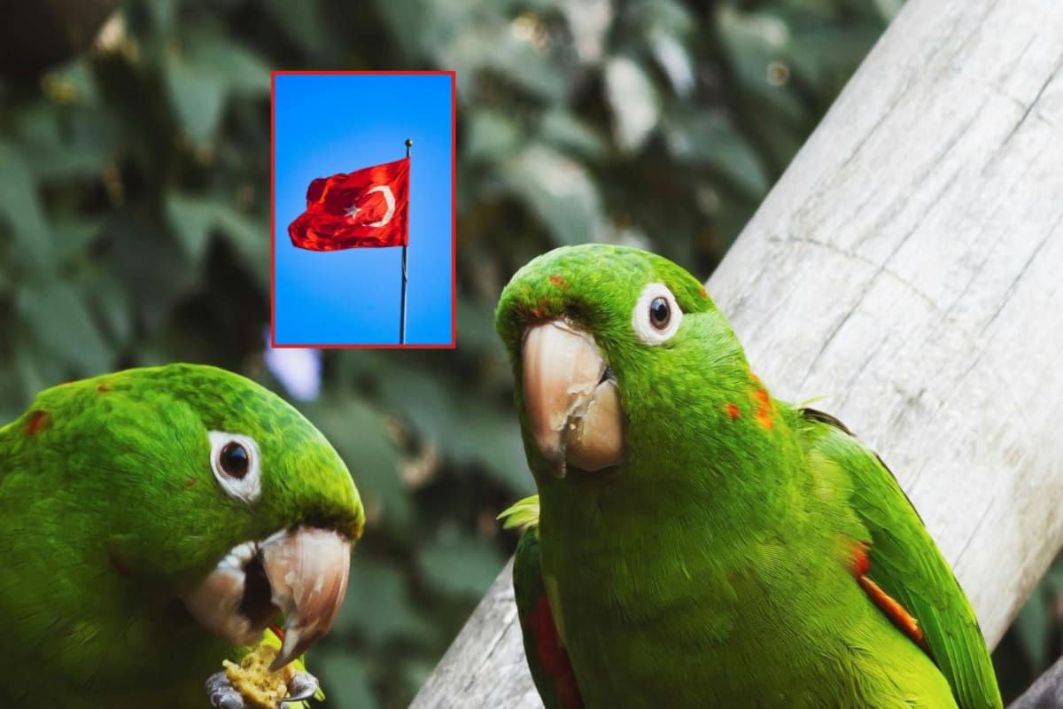 ¿Pueden los loros testificar en una corte en Turquía?