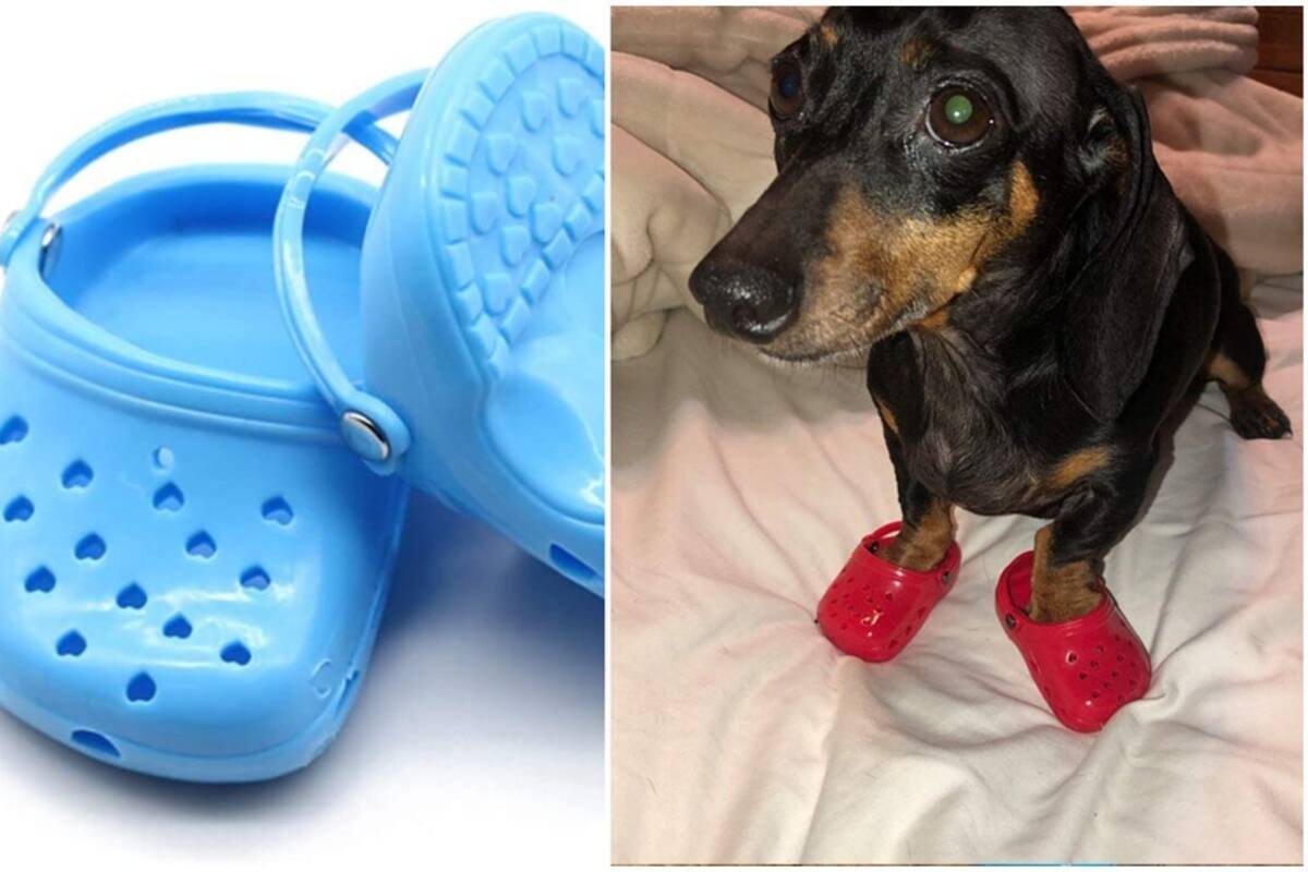Las chanclas tipo Crocs para perritos que causan furor en redes