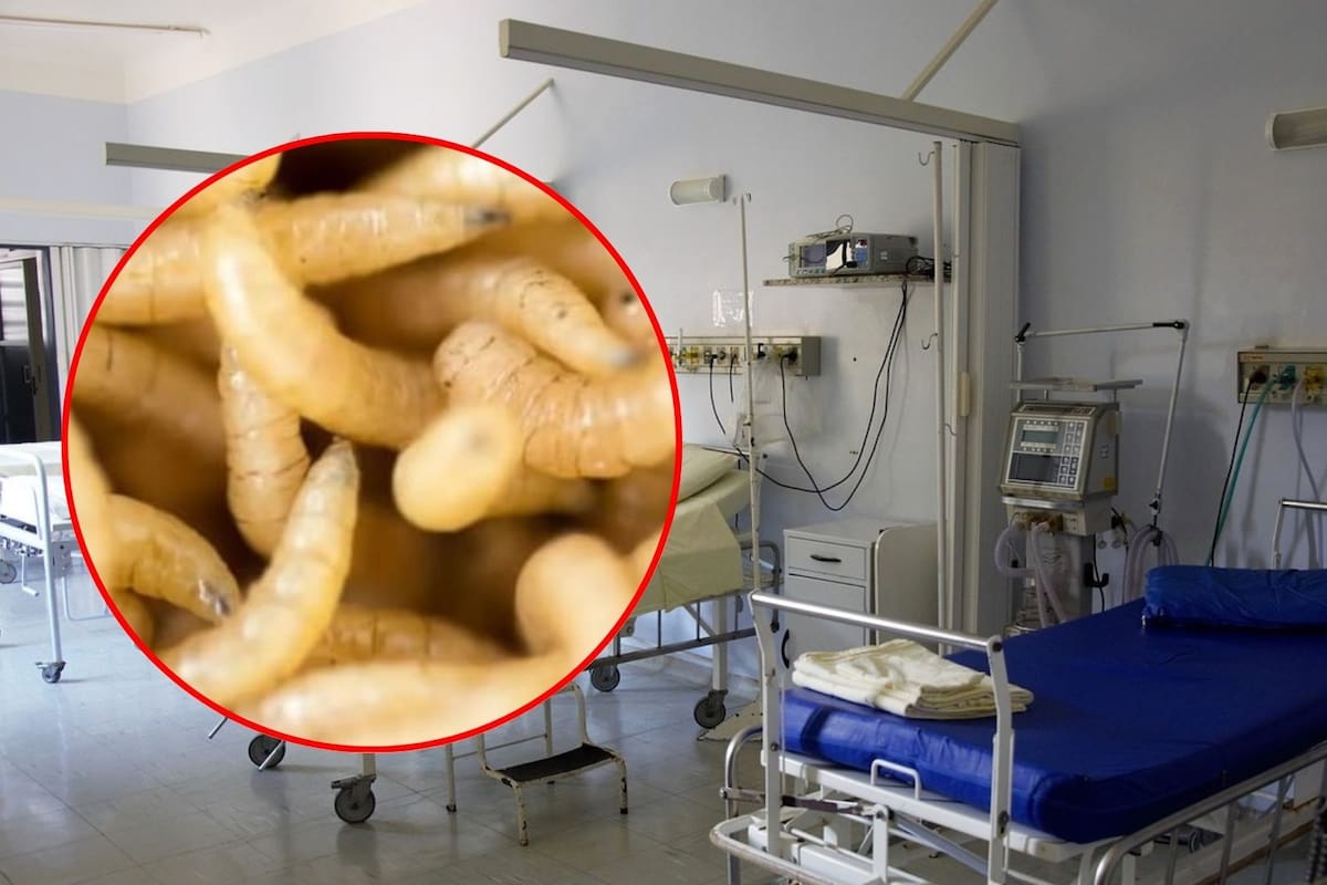 Secretaría Salud confirma ocho casos de gusano barrenador en Chiapas y Campeche