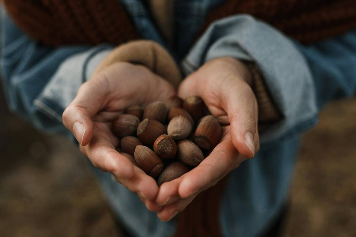Las avellanas son versátiles y fáciles de incorporar en platos dulces y salados. FOTO: PEXELS