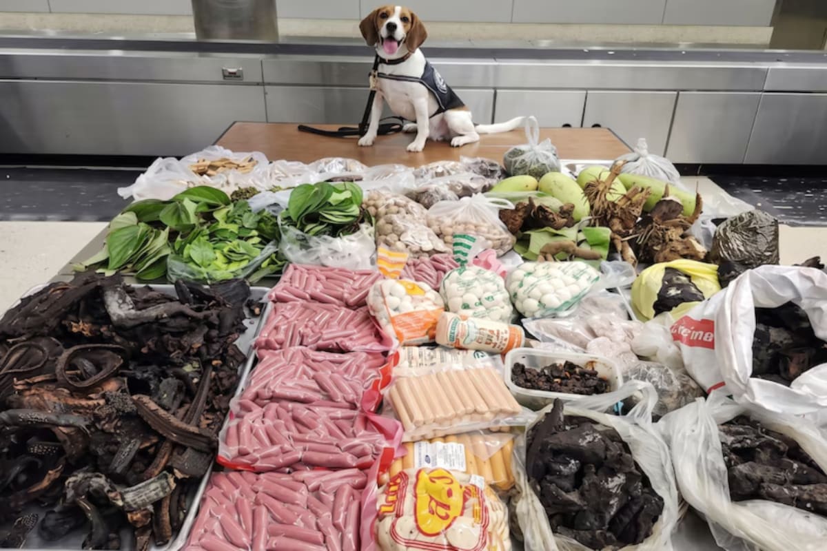 Luego de que la perra Maisy detectó una maleta llegada de Tailandia, agentes de EEUU encontraron casi 45 kilos de carne, frutas, plantas y partes de un lagarto protegido cuyo ingreso está restringido