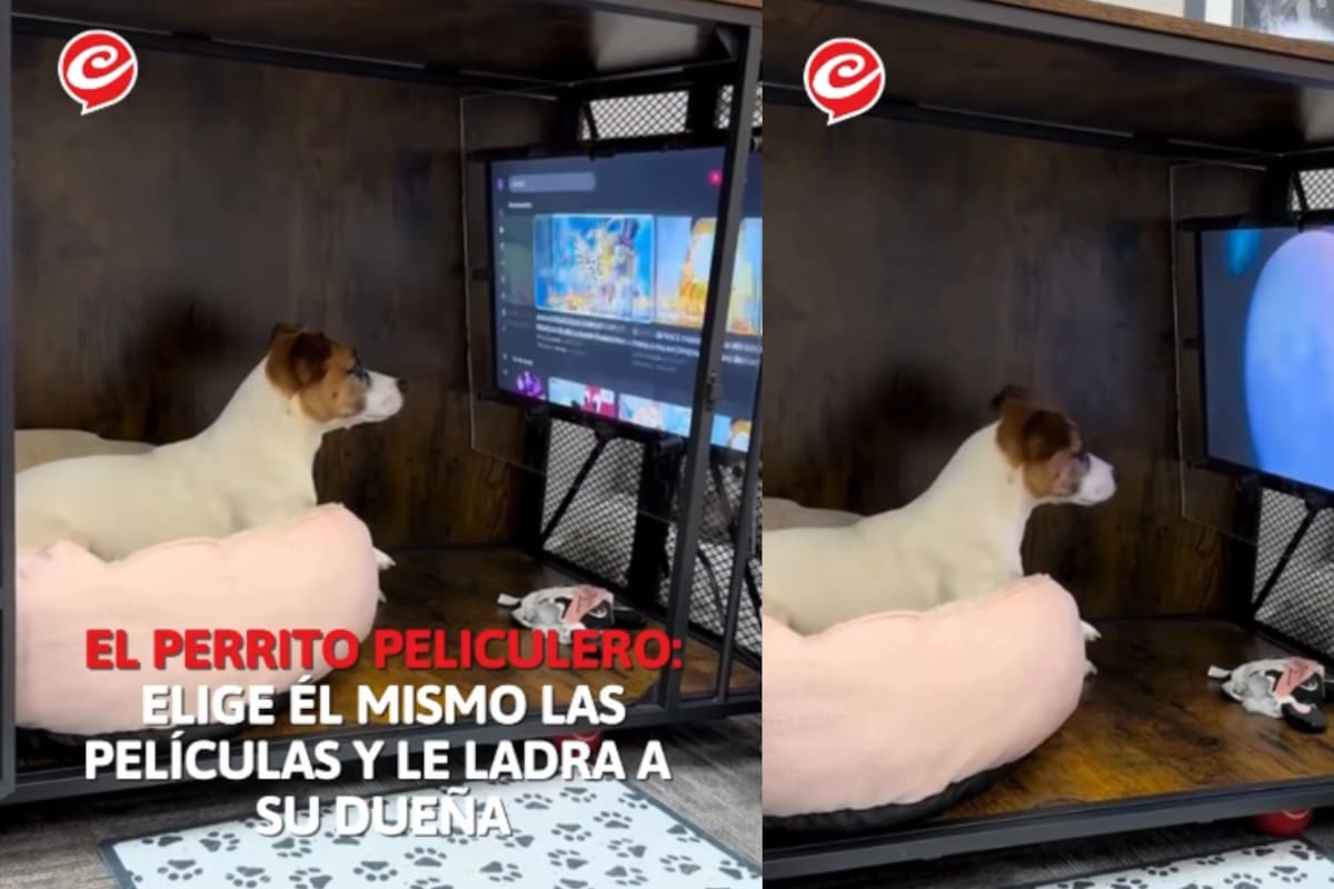 El perrito “peliculero” que elige sus propias películas y las ve en su sala privada