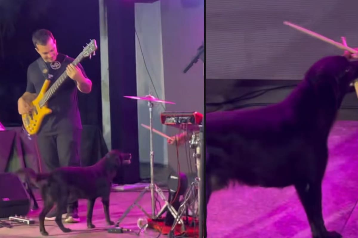 “Un palo es un palo”: Perro le quita la baqueta a un baterista y se vuelve viral