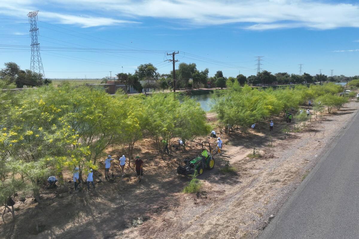 Comienza floración de palo verde en Sonora