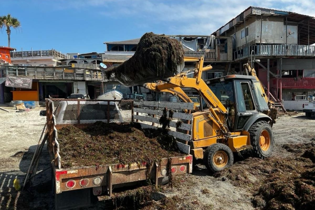 Retiran 6 toneladas de sargazo en playa de Popotla