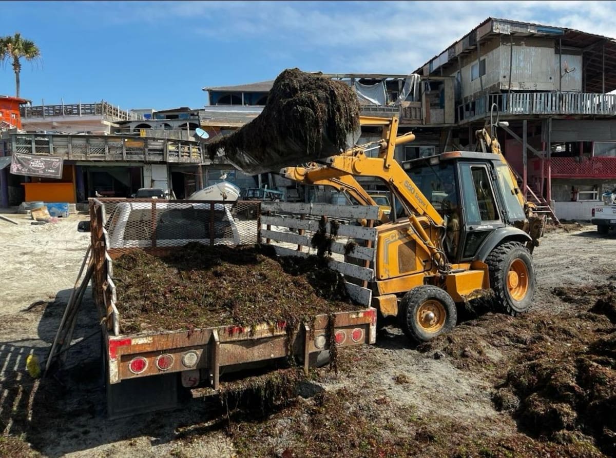 Continuarán monitoreando el comportamiento del sargazo en la costa rosaritense para atender nuevos acumulamientos. Foto: Carmen Gutiérrez