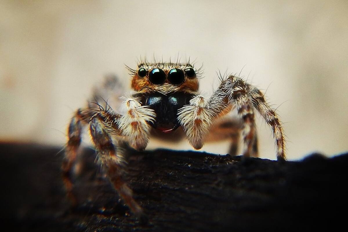 Encuentra araña cazadora en el baño de su casa