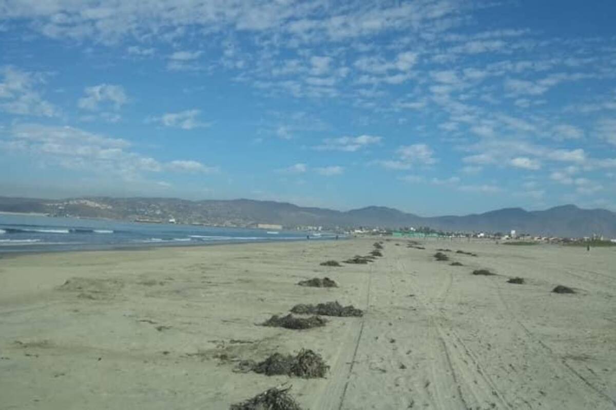 Realizan limpieza de sargazo y basura en las playas de Ensenada