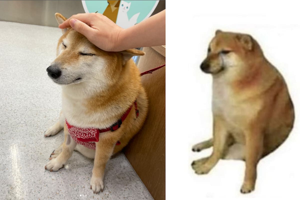 VIRAL: 'Cheems', el perrito de los memes virales, está muy enfermo