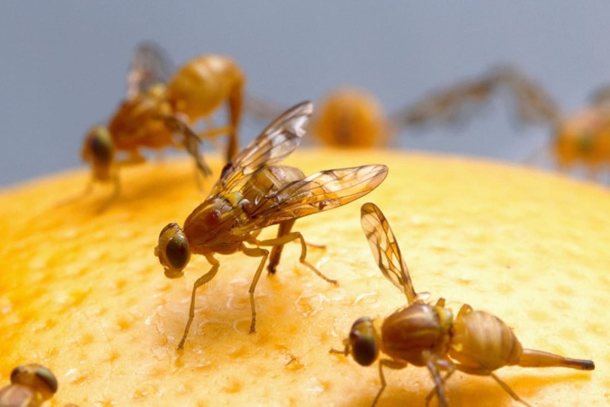 Amplían cuarentena de mosca mexicana de la fruta en condado de San Diego