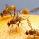 Amplían cuarentena de mosca mexicana de la fruta en condado de San Diego