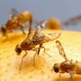 Amplían cuarentena de mosca mexicana de la fruta en condado de San Diego