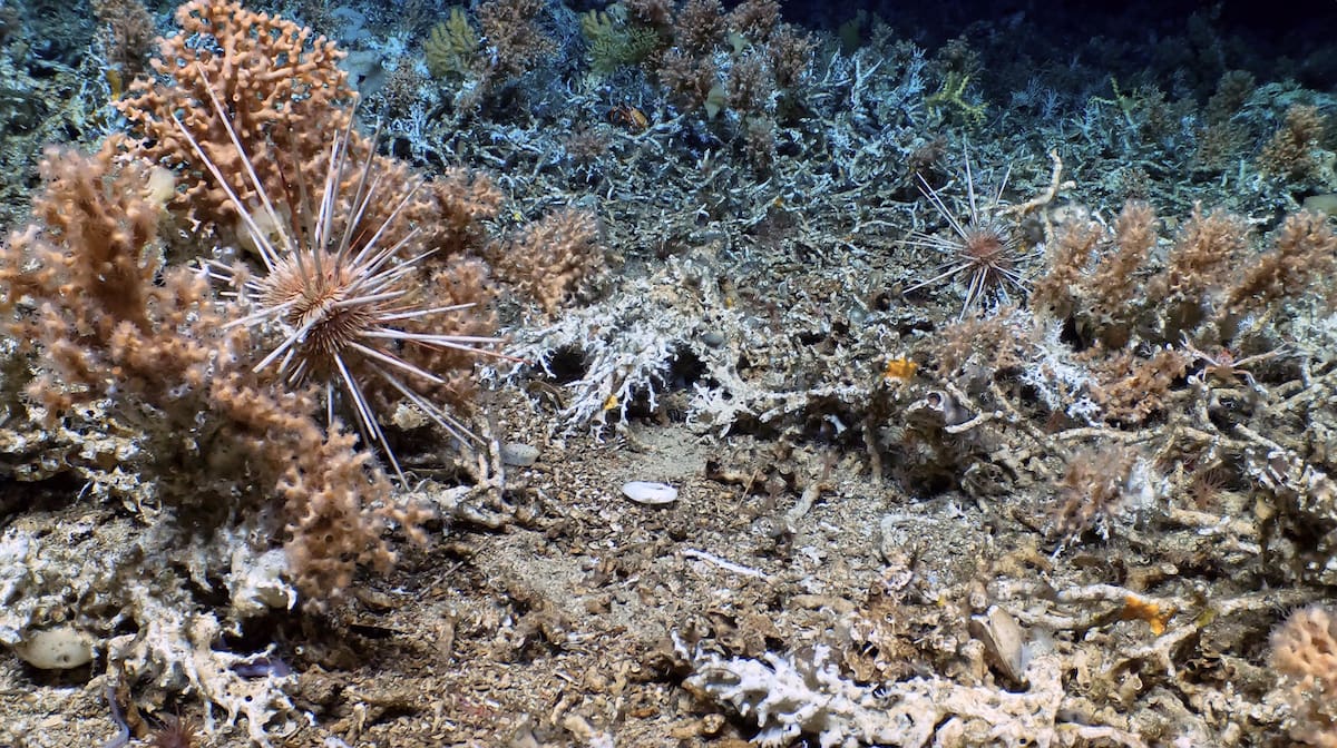 Fotografía cedida por la Fundación Charles Darwin de un inmenso, antiguo y prístino arrecife de coral en las profundidades de la reserva marina de las Islas Galápagos. EFE/Fundación Charles Darwin