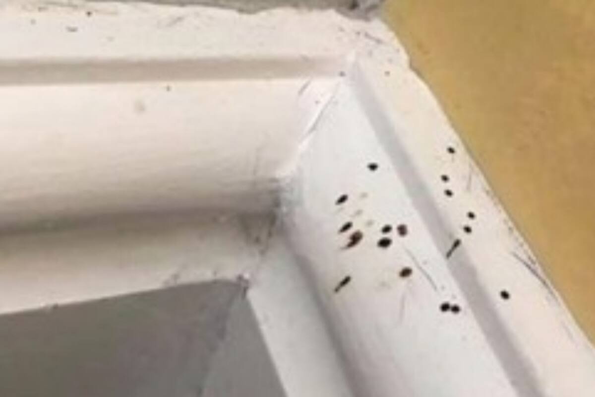 Encontró puntos negros misteriosos en la pared de su baño: era excremento de araña