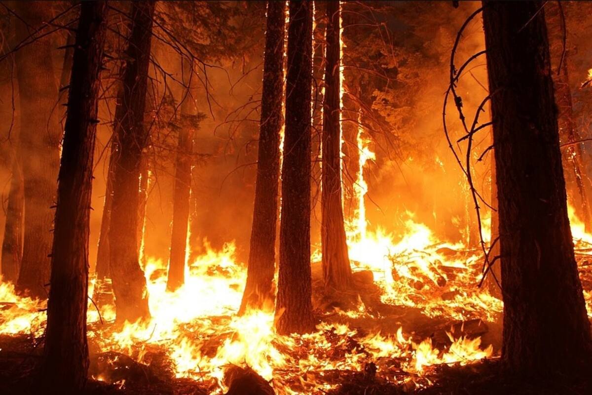 Más de 26 mil hectáreas han sido afectadas por incendio en Tucson