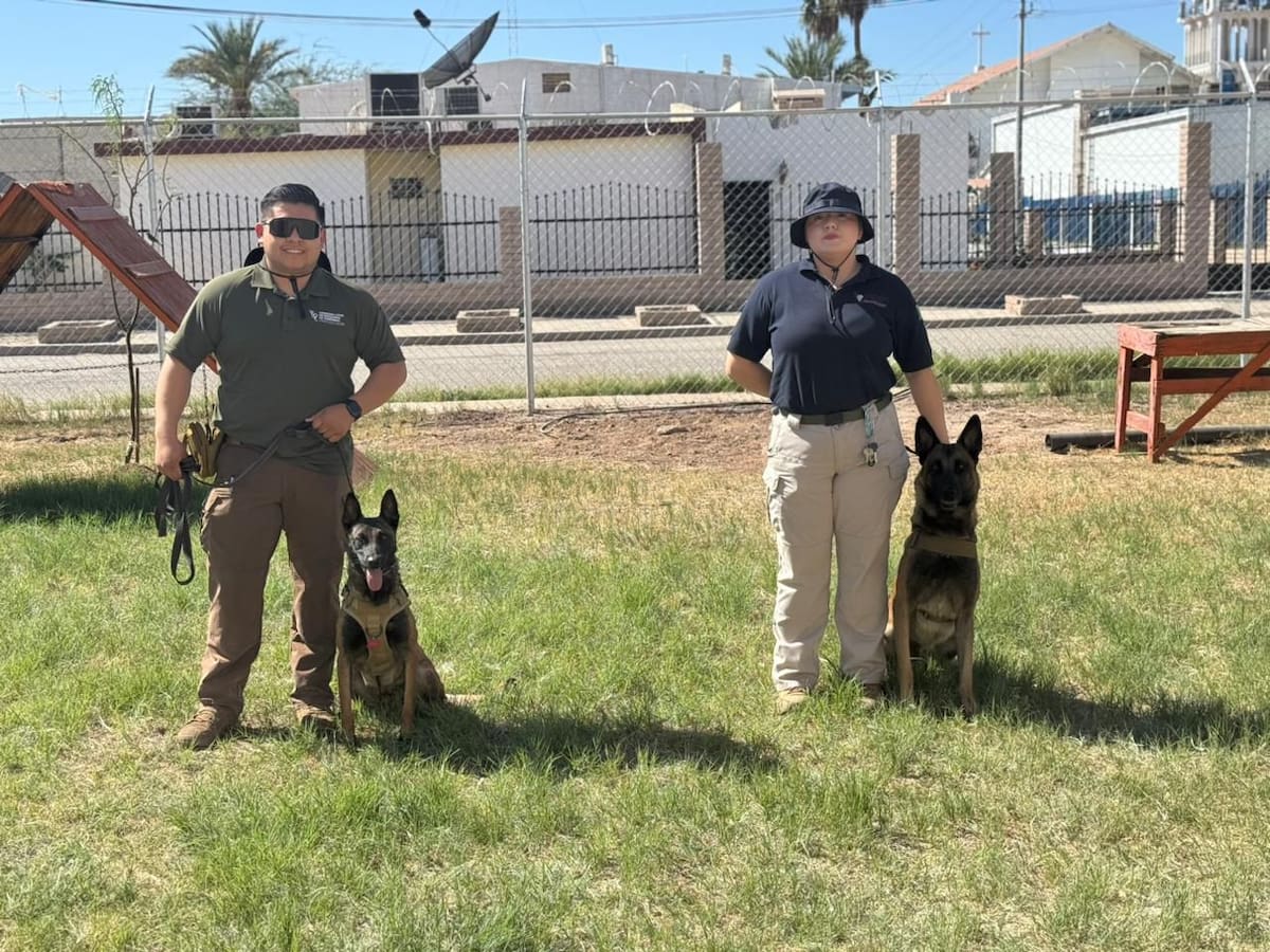 En Baja California, los perros entrenados para búsqueda se han convertido en una herramienta importante dentro de las brigadas, al permitir rastrear olores y localizar indicios que pueden pasar desapercibidos para los equipos humanos l Foto: Cortesía