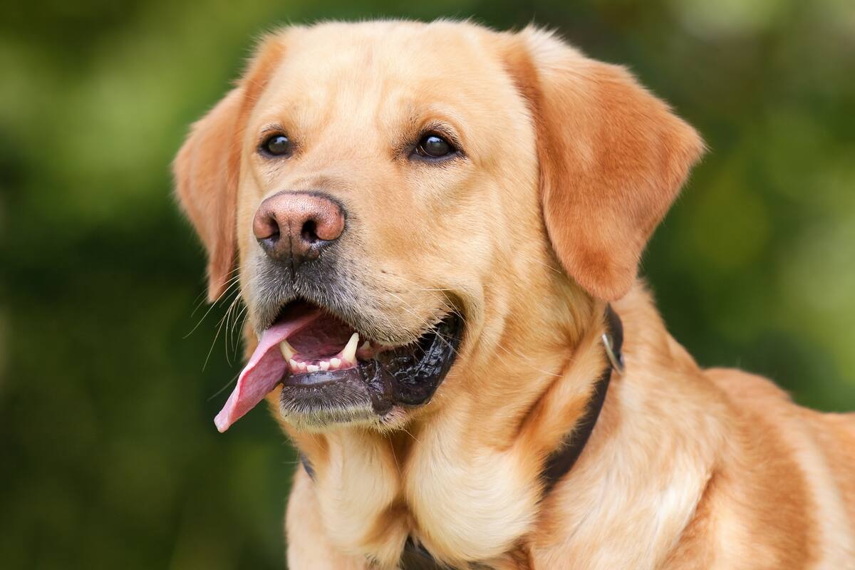 Cambia el rol de los perros en las familias