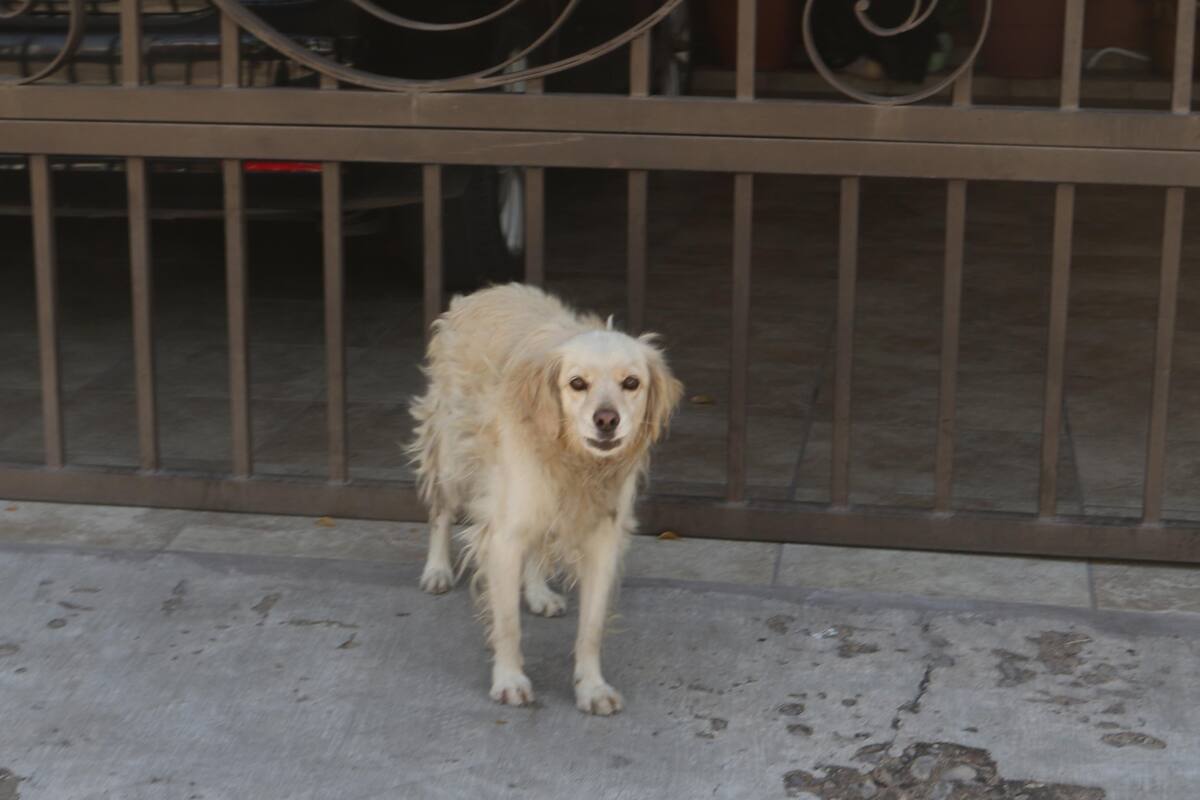 Aumentan los perros extraviados por pirotecnia
