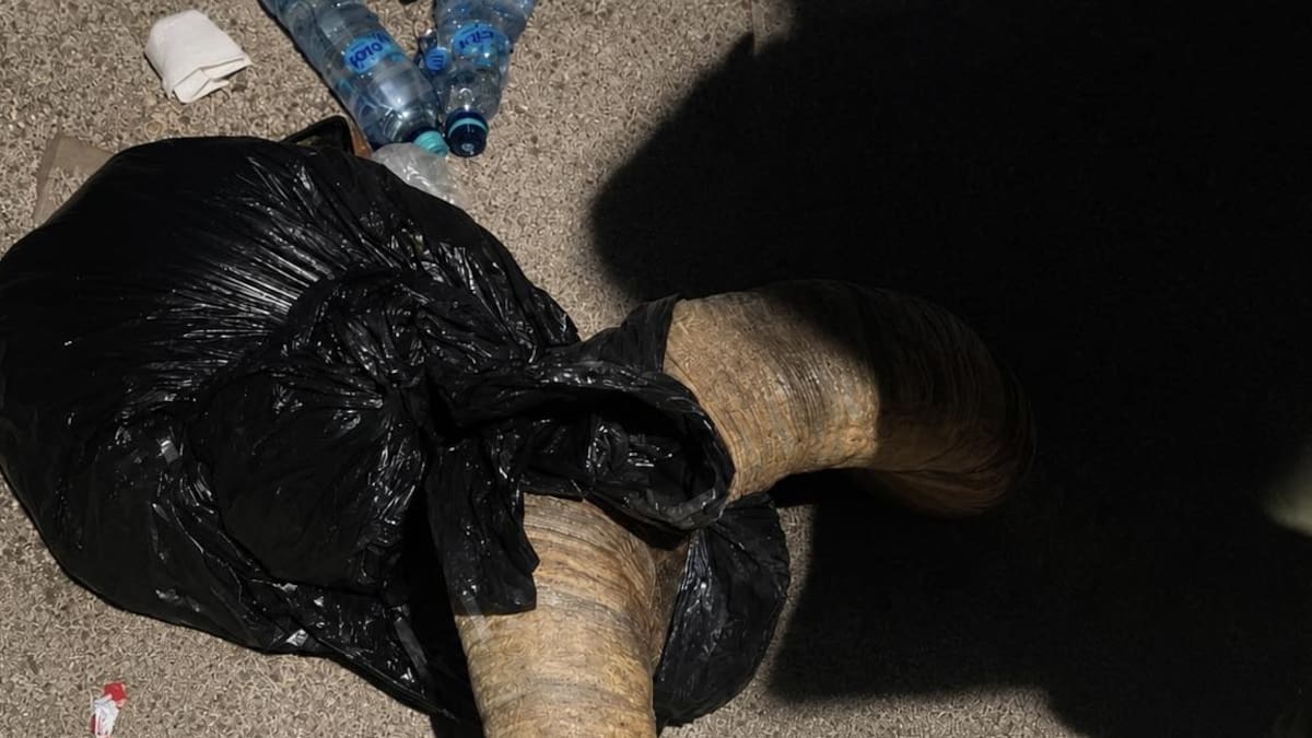 Detienen a presuntos cazadores de borrego cimarrón en Valle de la Trinidad