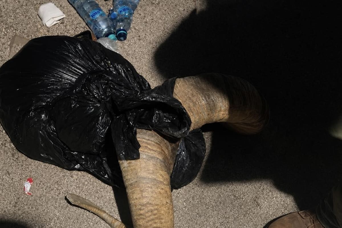 Detienen a presuntos cazadores de borrego cimarrón en Valle de la Trinidad