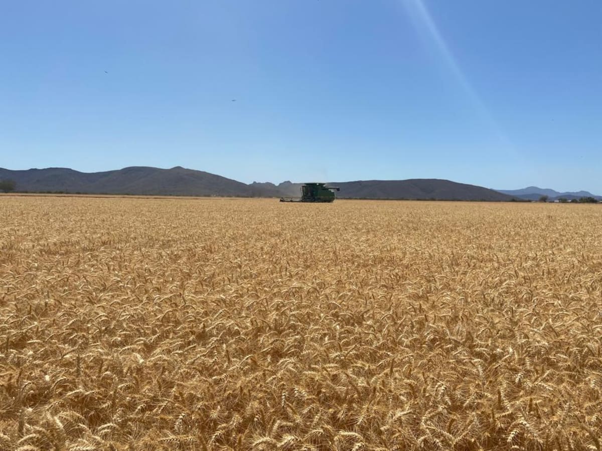 Norman Borlaug dedicó décadas al desarrollo de variedades de trigo más resistentes y productivas, trabajo que comenzó a consolidarse en México.
