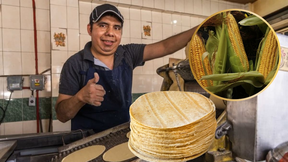 6,000 pesos por tonelada de maíz ofrece el Gobierno a 1,300 tortillerías en 186 centros para frenar el alza en el precio de la tortilla y proteger el gasto diario de millones de familias mexicanas
