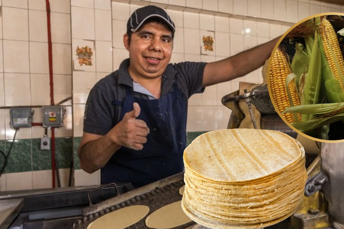 6,000 pesos por tonelada de maíz ofrece el Gobierno a 1,300 tortillerías en 186 centros para frenar el alza en el precio de la tortilla y proteger el gasto diario de millones de familias mexicanas