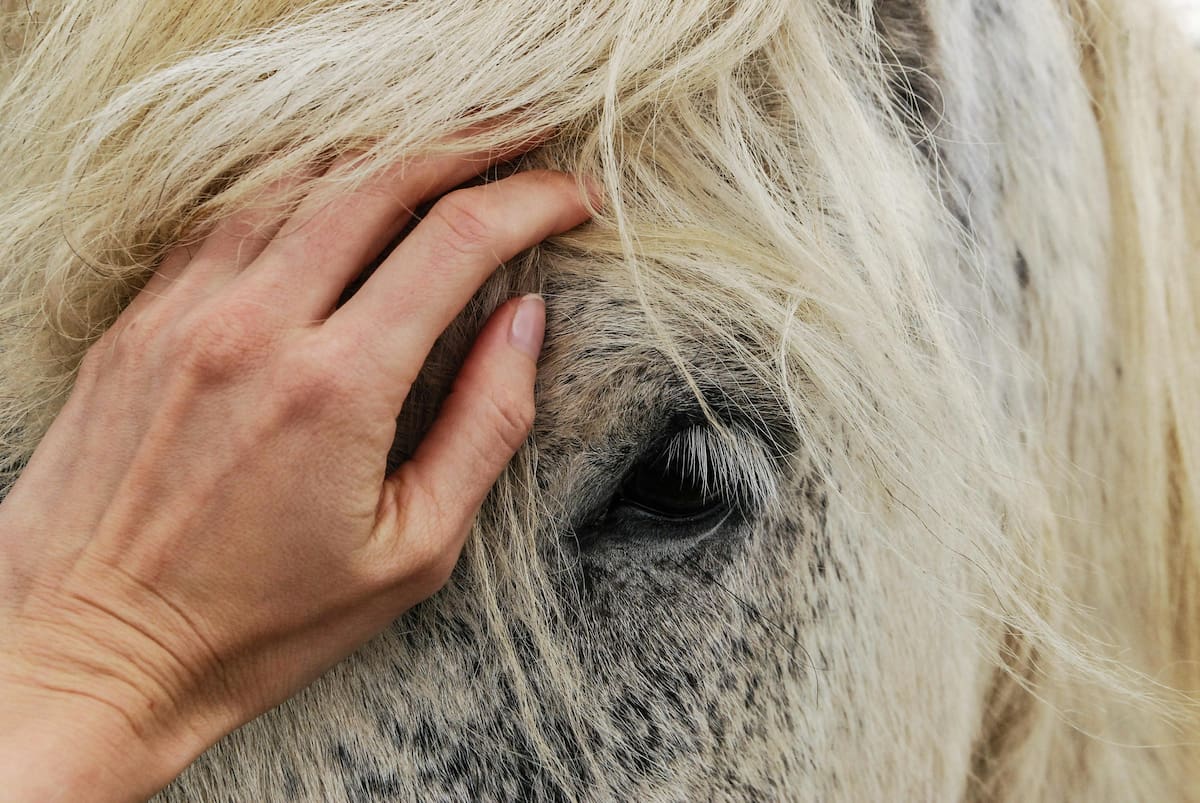 FOTOS: Caballos tienen compañeros de soporte emocional… ¡y son peluches!