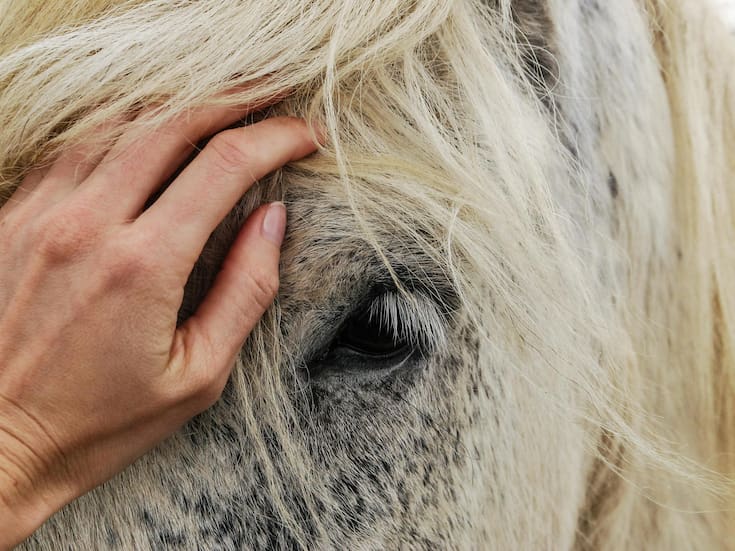 FOTOS: Caballos tienen compañeros de soporte emocional… ¡y son peluches!