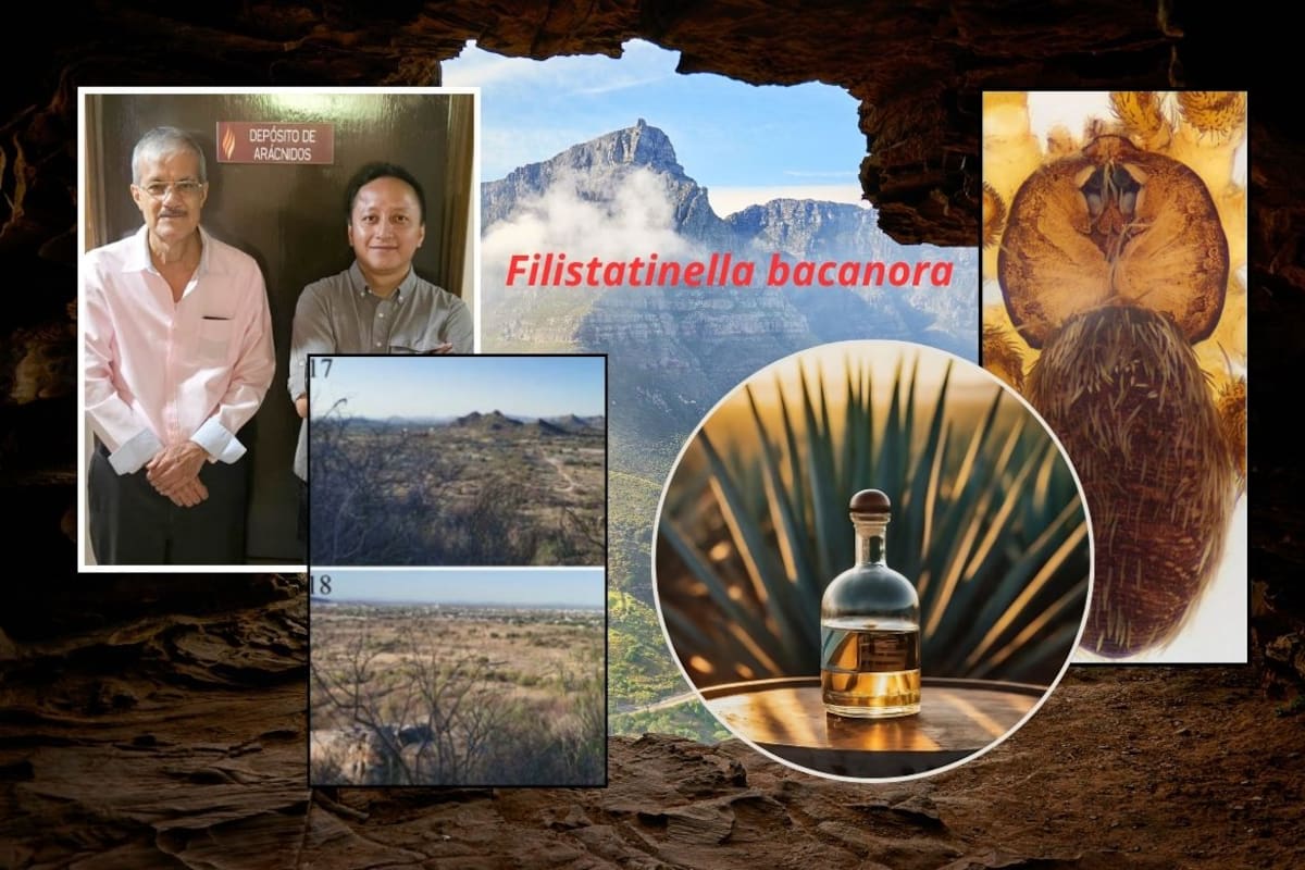 Científicos mexicanos descubren una nueva especie de araña en el Cerro Altares de Hermosillo y la nombran Filistatinella bacanora en honor a la bebida sonorense