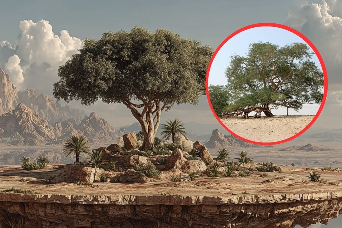 Conoce al “Arbol de la vida”; el más solitario del planeta