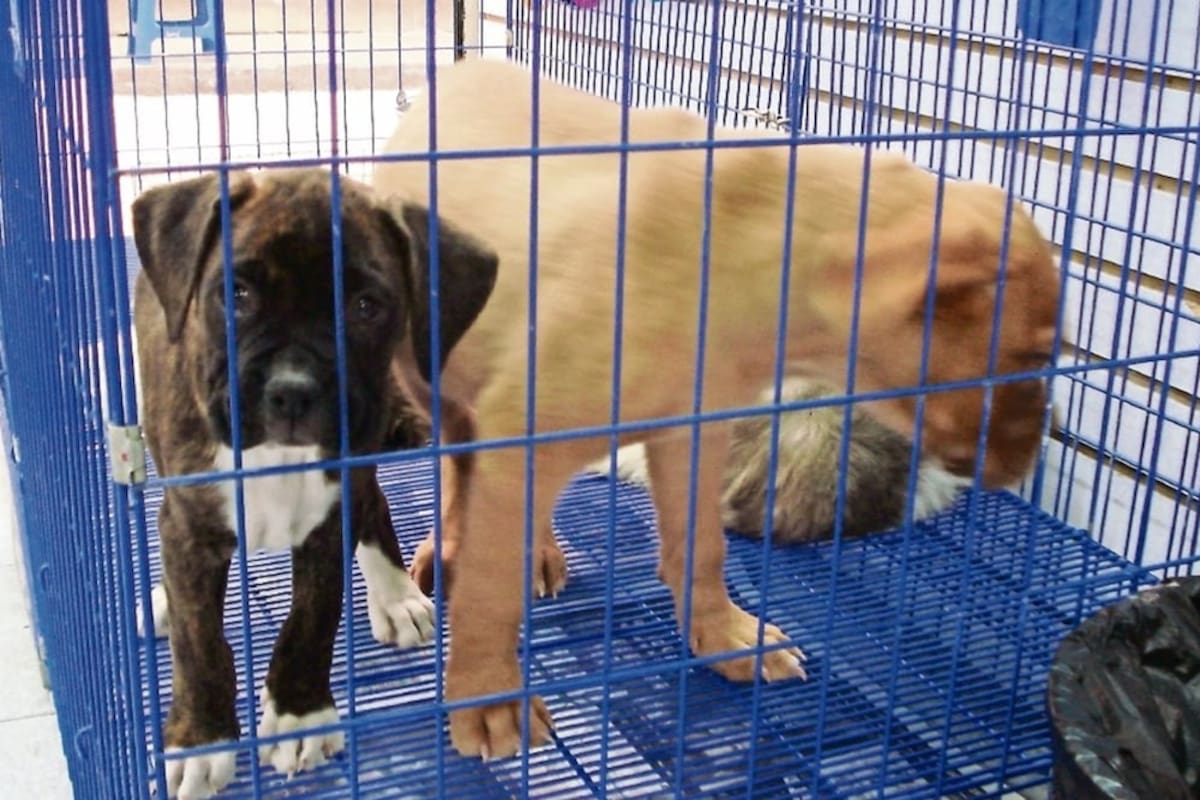 Congreso de la CDMX analiza prohibir exhibición de animales para su venta