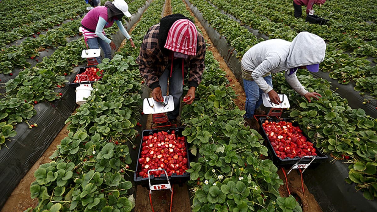 La producción de aguacate y frutos rojos sostiene miles de empleos y exportaciones que superan los 3,500 millones de dólares anuales para México. /Reuters