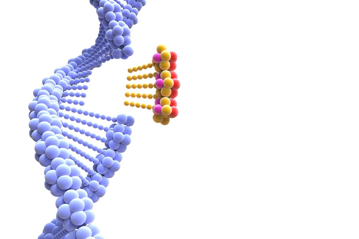 DNA strand. Computer artwork showing the double helix structure of a DNA (deoxyribonucleic acid) molecule. Each strand consists of a sugar-phosphate backbone attached to nucleotide bases. DNA contains sections called genes that encode the body's genetic information. The multicolour piece of DNA is depicting CRISPR-Cas9 gene editing, replacing an existing part of an DNA with a new one. The CRISPR-Cas9 protein is used in genome engineering to cut and replace certain sections of DNA.