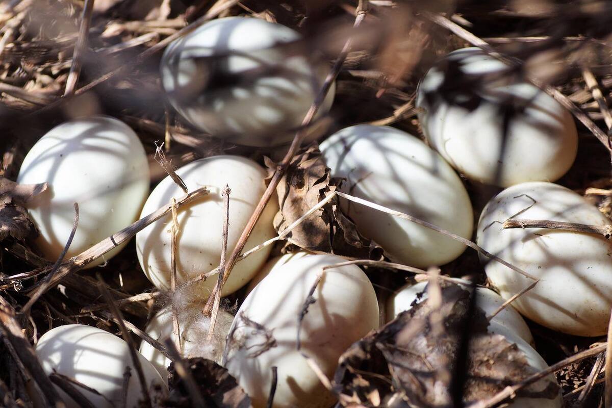 Reino Unido: Hombre muere por severa salmonela causada por huevos de pato