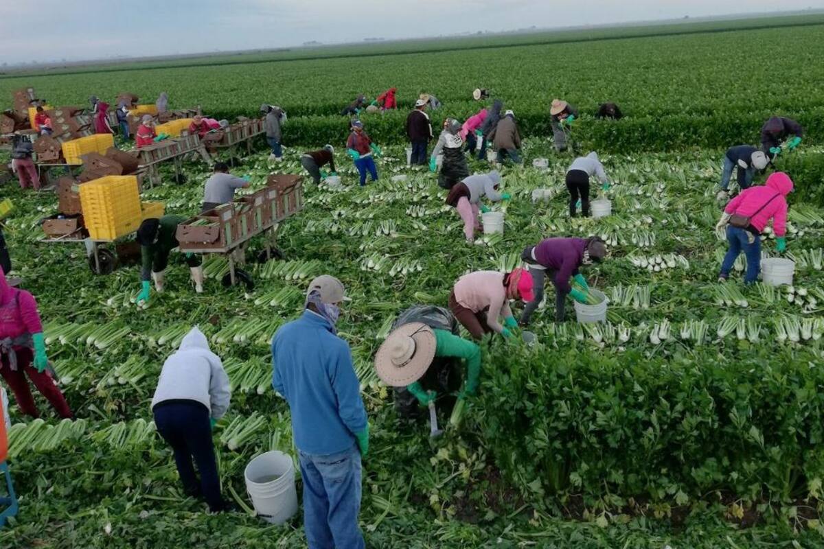 Reactivan traslado de cultivos del Valle del Yaqui; se movilizan cerca de 90 camiones