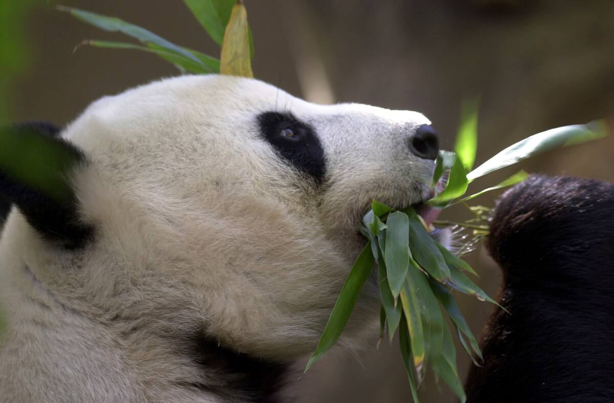 Bai Yun, madre del cachorro de panda Mei Sheng, come bambú en el primer día del cachorro expuesto en el Zoo de San Diego, el 17 de diciembre de 2003. China prepara el envío de una nueva pareja de pandas gigantes al Zoo de San Diego, lo que renovaría un antiguo gesto de amistad hacia Estados Unidos después de que casi todos los emblemáticos osos en Estados Unidos fueran devueltos al país asiático en los últimos años, durante un periodo accidentado de los lazos bilaterales. (AP Foto/Lenny Ignelzi, Archivo)