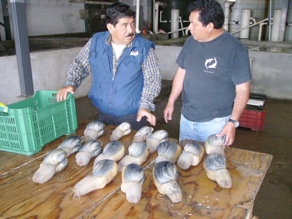 En la cocina asiática, especialmente en China y Japón, los geoducks son apreciados por su carne dulce y textura crujiente, considerados un manjar exquisito y afrodisíaco.