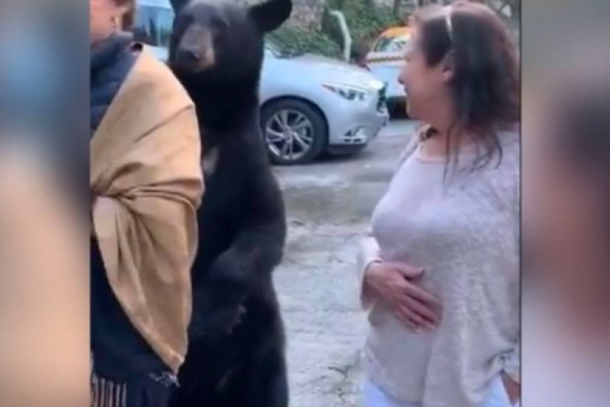 Oso 'acaricia' a mujer en parque ecológico de Nuevo León