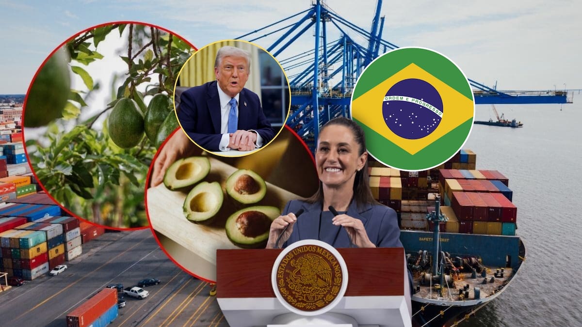 México abrirá nuevo mercado para el aguacate: Brasil autoriza su importación. Foto: Especial