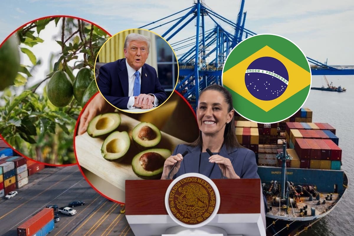 Brasil abre sus puertas al aguacate mexicano mientras EEUU evalúa nuevos aranceles para sus productos