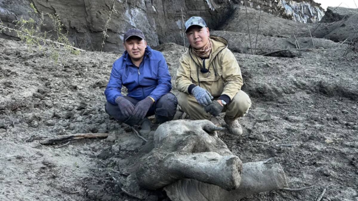 Científicos rusos presentan la cría de mamut mejor conservada de 50,000 años hallada en Siberia